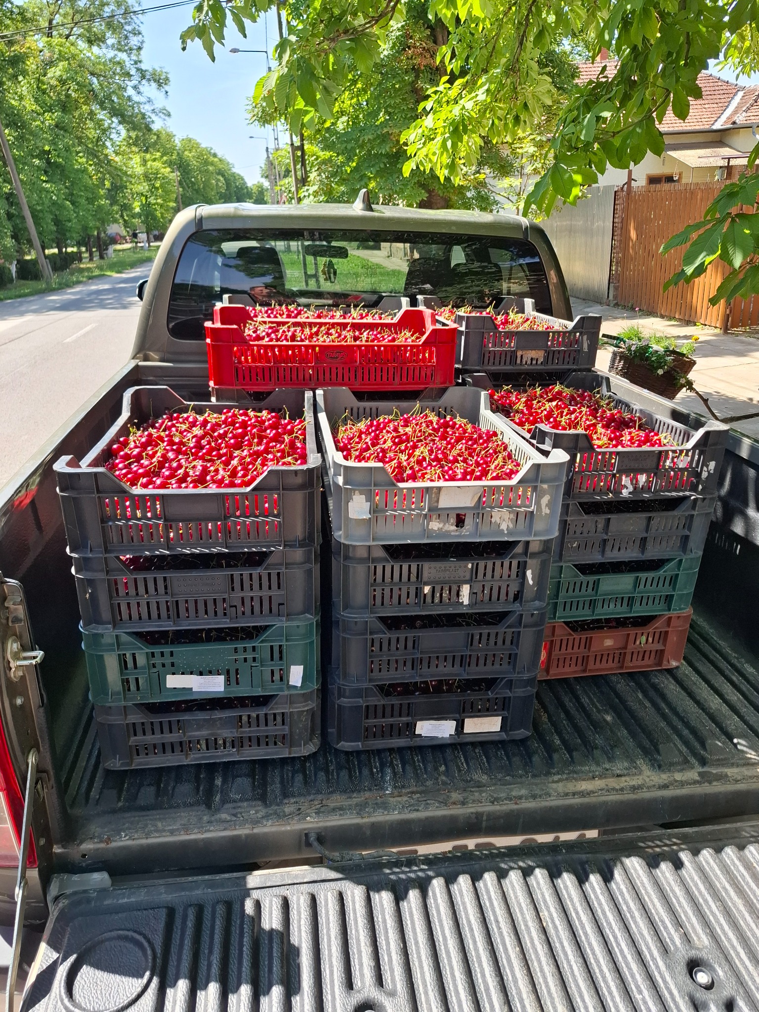 Meggy a Lalinka Farm ültetvényén